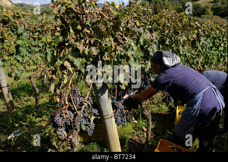 Italy, Basilicata, Roccanova, vineyards, grape harvest Stock Photo