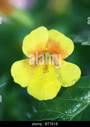 Yellow Monkey Flower (Mimulus luteus) Stock Photo