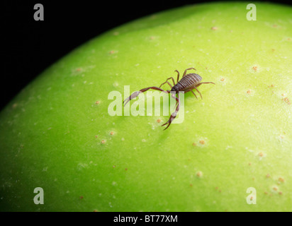 Pseudoscorpion (Chelifer cancroides) on green surface Stock Photo