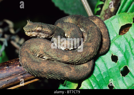 A venomous viper snake in Costa Rica Stock Photo - Alamy