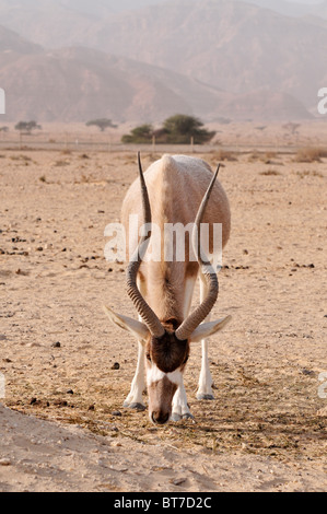 Addax (Addax nasomaculatus) critically endangered desert antelope, Extinct in the wild in Israel Stock Photo