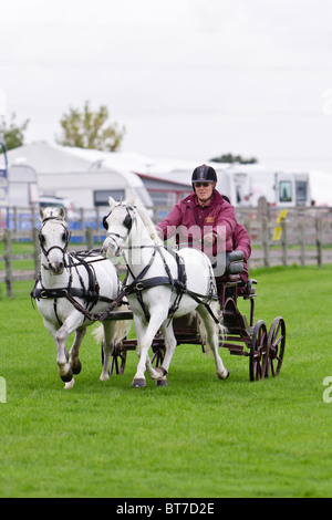 Scurry Driving at Hertfordshire Game Fair 2010 Stock Photo