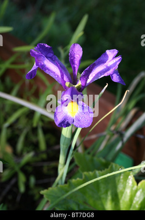 purple/blue Iris flower with water droplets on it's petals Stock Photo