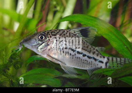 Three Stripe Corydoras or Leopard Catfish (Corydoras trilineatus), freshwater aquarium Stock Photo