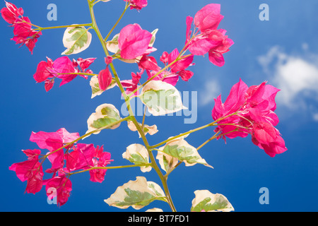 Bougainvillea photographed from below; a nice variegated cultivar.