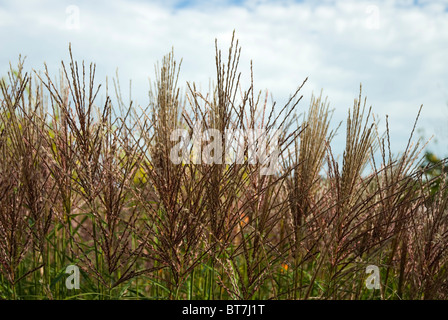 Miscanthus sinensis 'Krater', grasses Stock Photo
