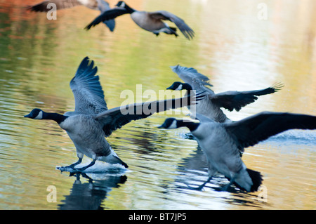 Canada geese landing on the lake, UK Stock Photo