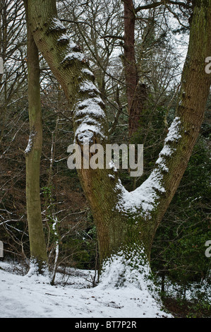 Snow covered tree trunk. Snow scenes in the park and woods. Queen Victoria Country Park Netley Abbey, Southampton, Hampshire Stock Photo