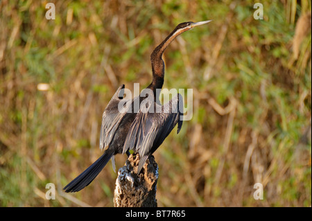 Oriental Darter or Snakebird (Anhinga melanogaster ) on the Okawango River, Botswana, Africa Stock Photo