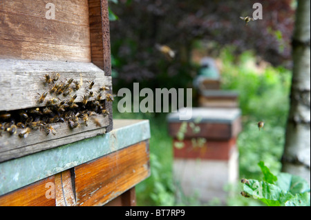 Bee hive entrance showing bees flying with other bee hives out of focus in the background. Stock Photo