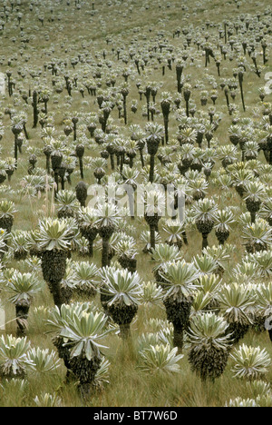 Ecuador, Andes Mountains, El Angel Nature Reserve, ca 3300m, Frailejones, (Espeletia hartwegiana) Stock Photo