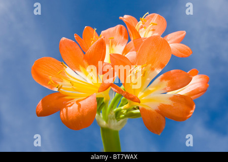 Clivia miniata in flower with a blue sky