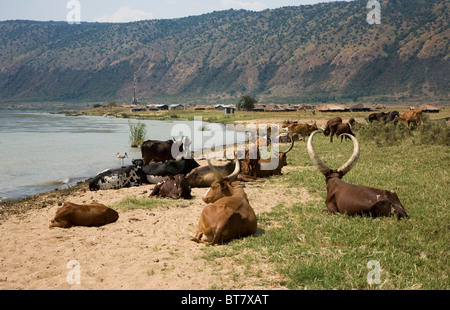 Herd of Ankole cattle on the shore of Lake Albert with oil exploration rig in background, Northern Uganda, East Africa, Stock Photo