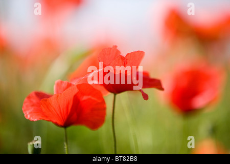 Two red poppies Stock Photo
