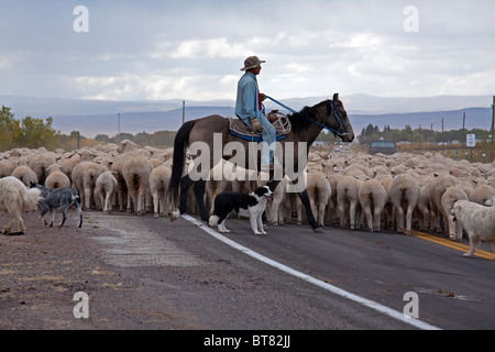 Shepherd Moves Flock of Sheep Along a Highway to a New Pasture Stock Photo