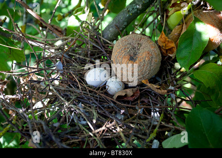 eggs Stock Photo