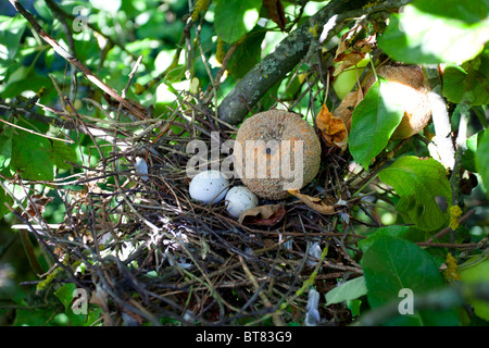 nest Stock Photo