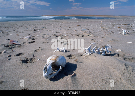 Skull and skeletons on Skeleton Coast, Namibia, Africa Stock Photo