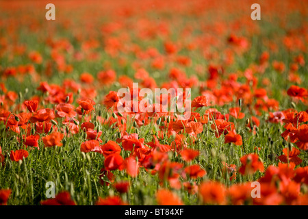 A field of red poppies Stock Photo