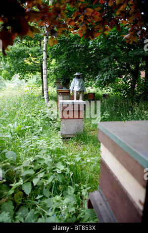 Bee hives, under trees with beekeeper in the distance Stock Photo