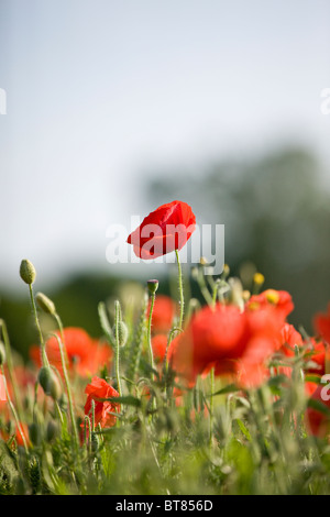 Red poppy in a field Stock Photo