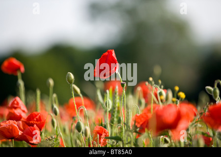 Red poppies in a field Stock Photo