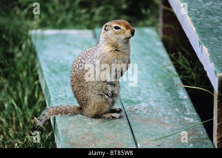 Arctic Ground Squirrel (Spermophilus parryii), Katmai National Park, Alaska, USA Stock Photo