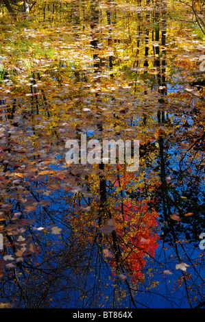 Colorful leaves floating in a still pond reflecting trees in the Fall on Blanchet Trail Gatineau Quebec Canada Stock Photo