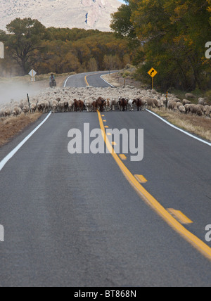 Shepherd Moves Flock of Sheep Along a Highway to a New Pasture Stock Photo