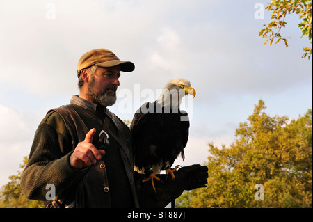 Men carrying a bald eagle on his arm. Stock Photo