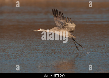 Sandhill Crane  (Grus canadensis) takes off into flight from a pool of water Stock Photo
