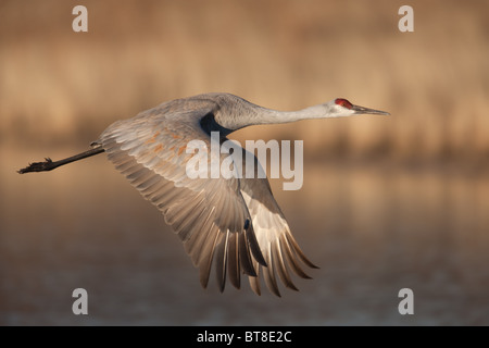 Sandhill Crane (Grus canadensis) takes off into flight from a pool of water in search of food Stock Photo
