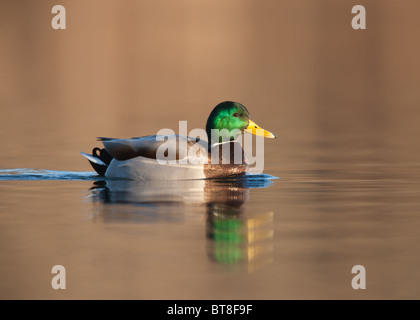 Mallard (Anas platyrhynchos) - Male swimming Stock Photo