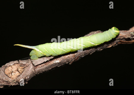 Waved Sphinx Moth (Ceratomia undulosa) caterpillar (larva) on a branch ...