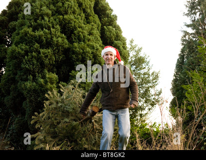 Man in Santa Claus hat harvesting a Christmas tree Stock Photo