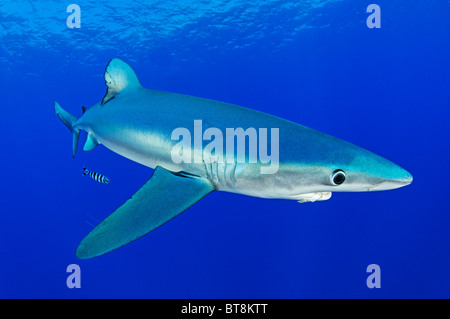 Blue Shark and pilotfisch, Prionace glauca, Naucrates ductor, Azores, Portugal, Atlantic Ocean Stock Photo