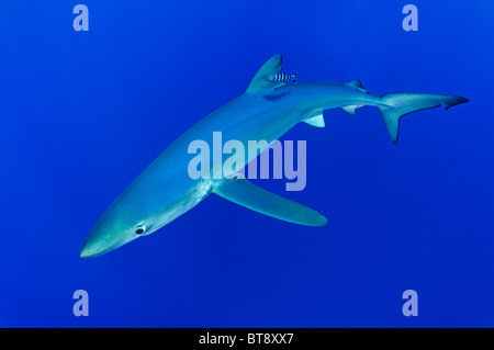 Blue Shark and pilotfisch, Prionace glauca, Naucrates ductor, Azores, Portugal, Atlantic Ocean Stock Photo