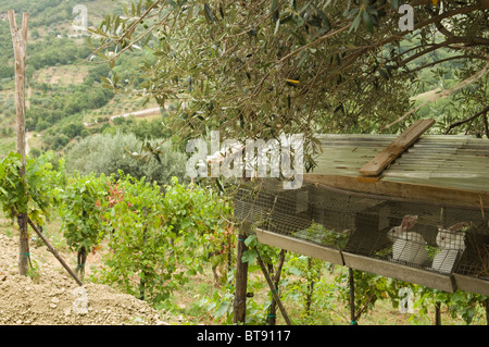 Vineyards and rabbits at the Agriturismo Chiusulelle in Southern Italy Stock Photo