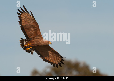 Savanna Hawk flying Stock Photo
