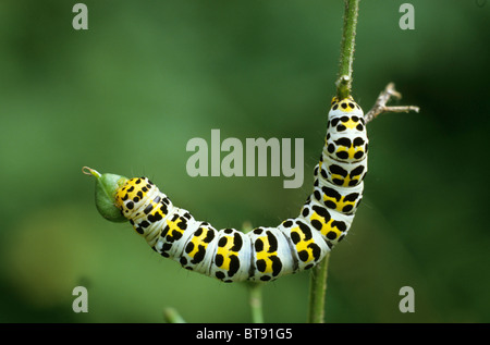 Water Betony (Cucullia scrophulariae) caterpillar feeding on buds of woodland figwort (Scrophularia nodosa) Stock Photo