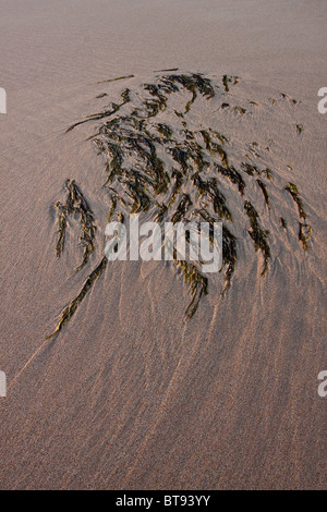 Seaweed on the beach Stock Photo