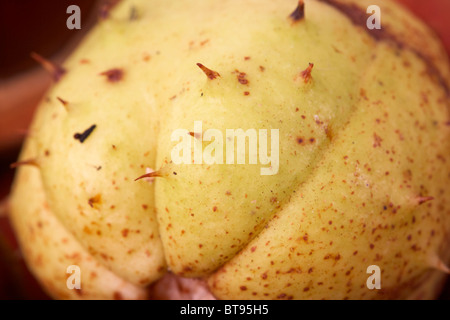 spiky husk of horse chestnuts aesculus hippocastanum seeds and leaves in fallen autumn colours Stock Photo