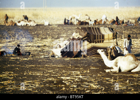 Rashaida Sudan Drought Nomads Stock Photo