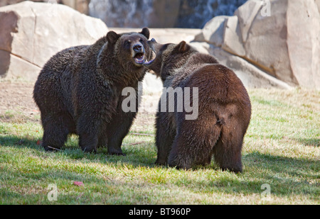 Grizzly Bears (Ursus arctos horribilis) play-fighting in Memphis Zoo. Stock Photo