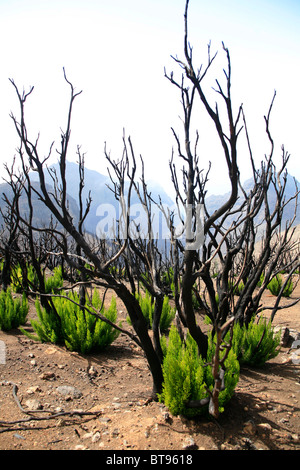 Burned pines in the hiking area in the Teno Mountains, Tenerife, Canary Islands, Spain, Europe Stock Photo