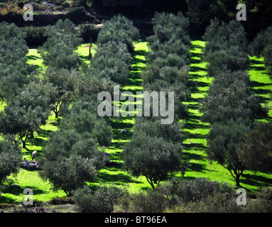 Olive plantation near Porto Vromi, Zakynthos (Zante), Ionian Islands, Greece Stock Photo