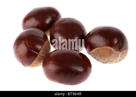 horse chestnuts aesculus hippocastanum seeds on white background Stock Photo