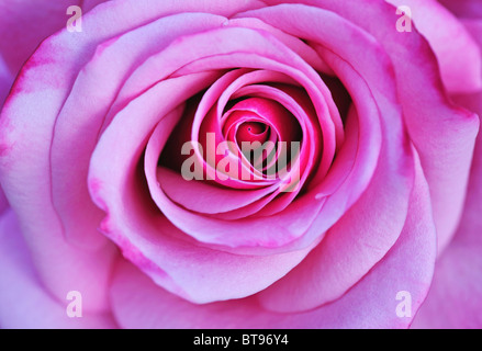 White-red Rose flower (Rosa) Stock Photo