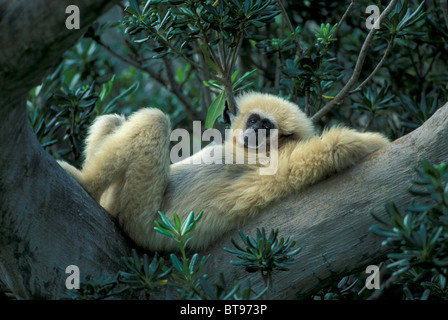 Lar or white-handed gibbon (Hylobates lar) Stock Photo