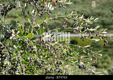 Branches with ripening olives, Zakynthos, Ionian Islands, Greece Stock Photo